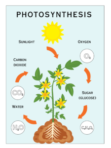 photosynthesis poster for science