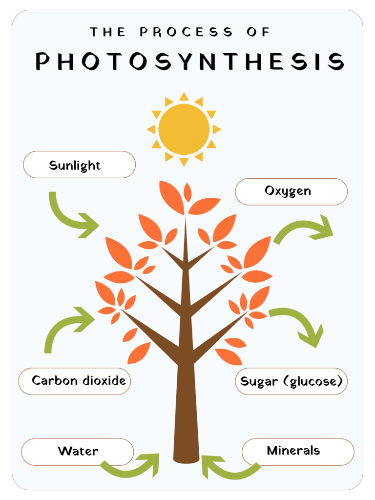 tpt photosynthesis science poster